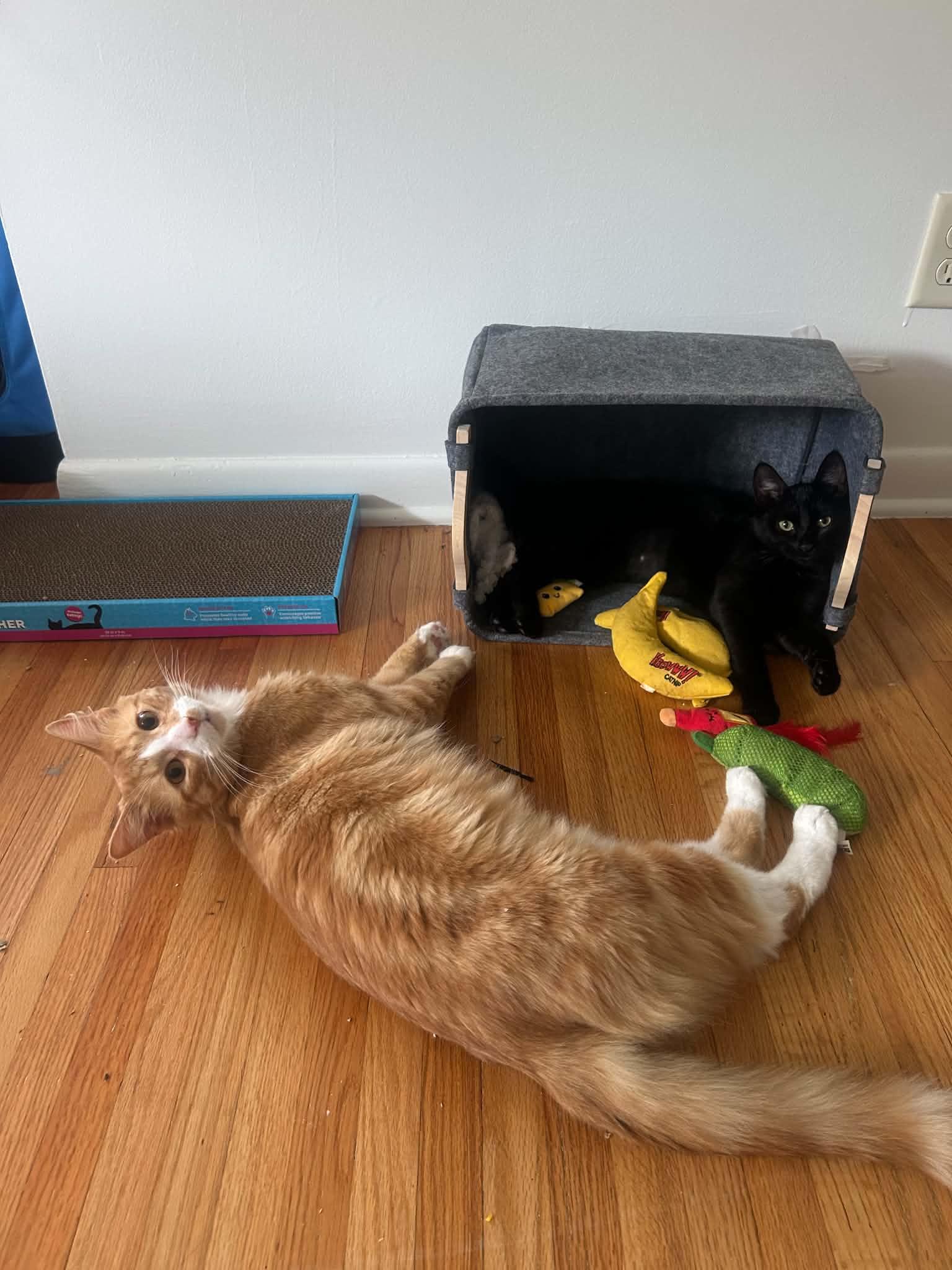 Enlarge Miso & Teddy, a Adoptable Domestic Short Hair in Buffalo, NY image 6/6