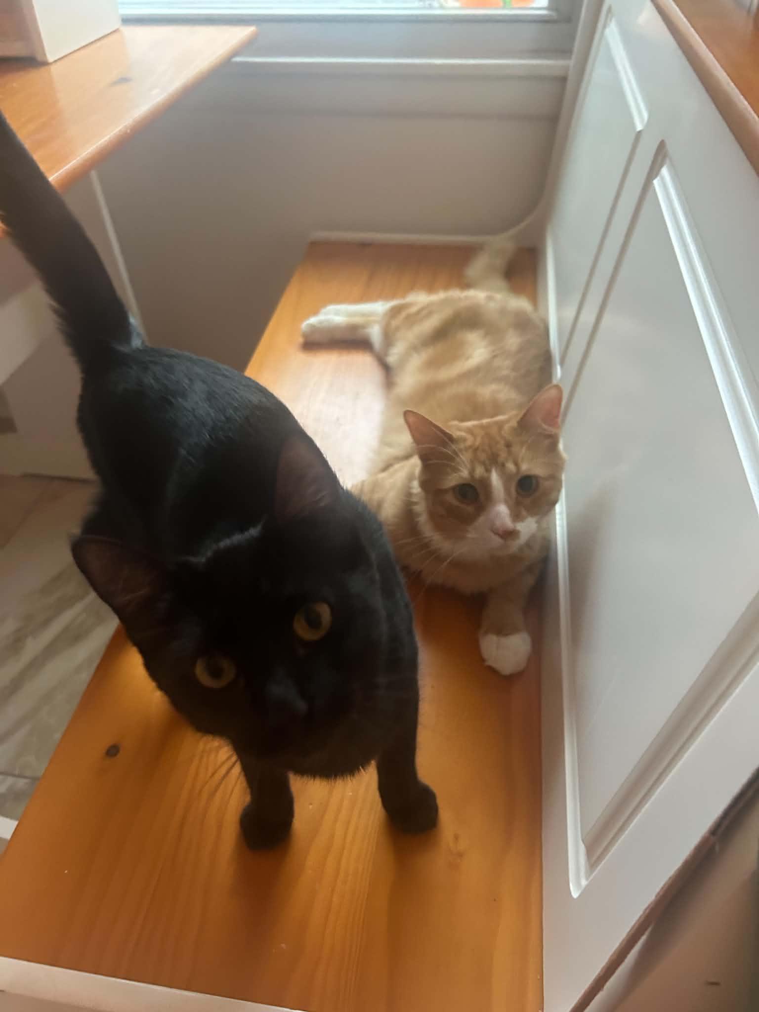 Enlarge Miso & Teddy, a Adoptable Domestic Short Hair in Buffalo, NY image 3/6