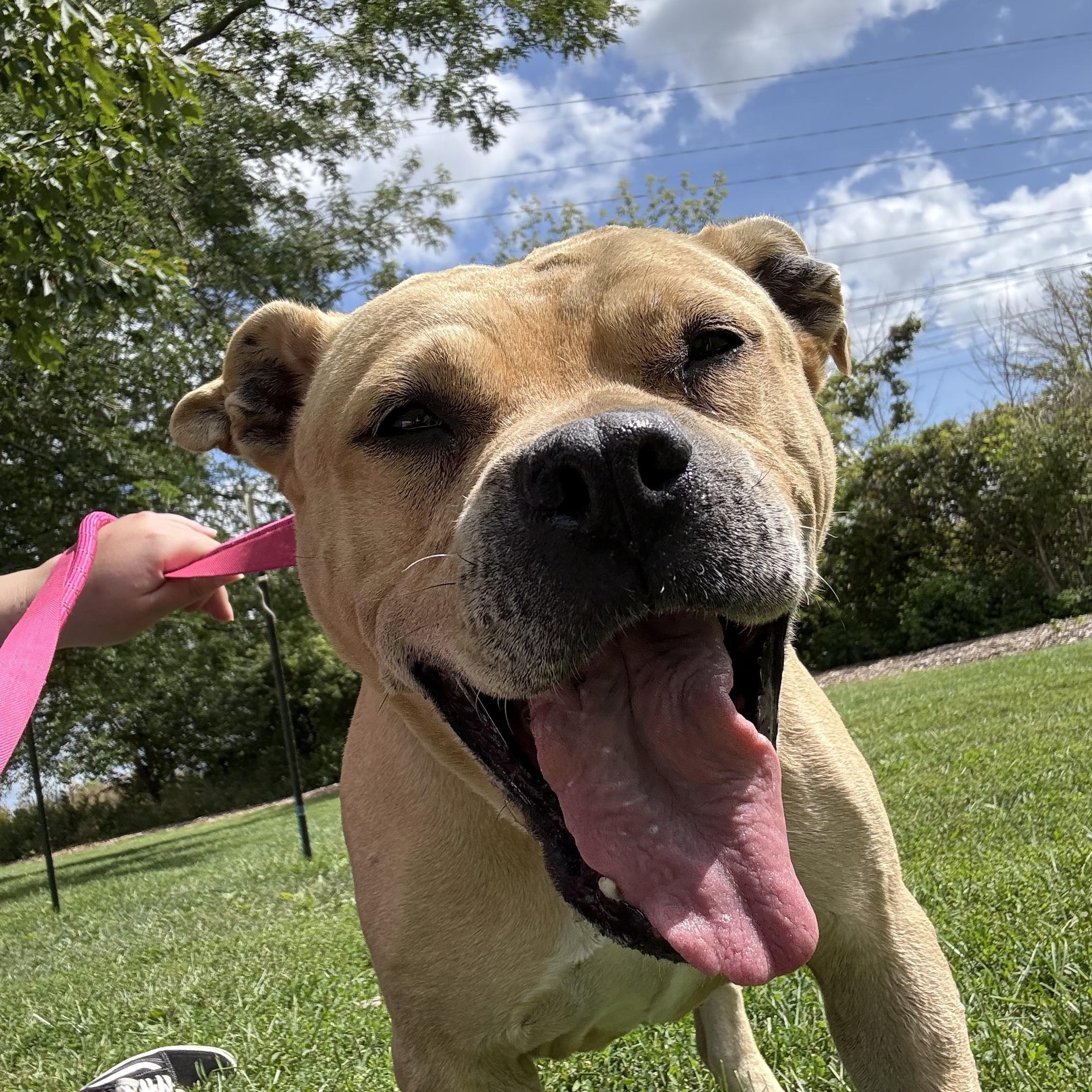 Daisy