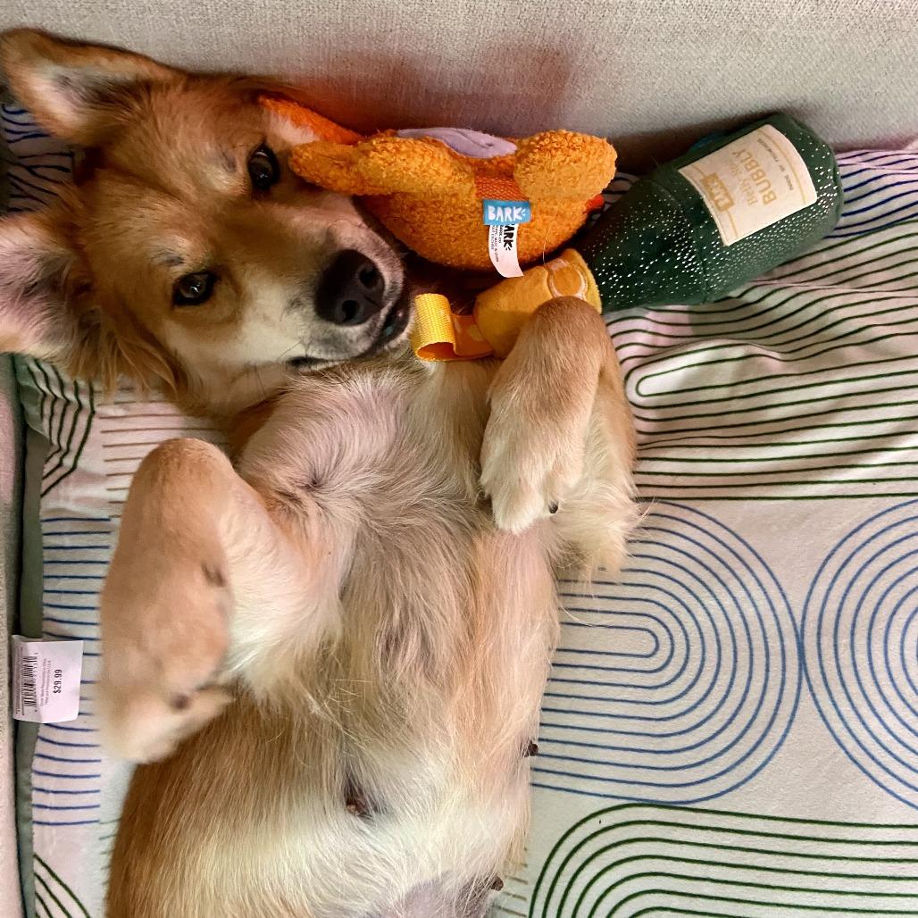 Lucie, Adoptable, Adult Female Mixed Breed.