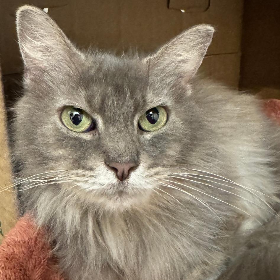 Callie, Adoptable, Adult Female Domestic Long Hair.