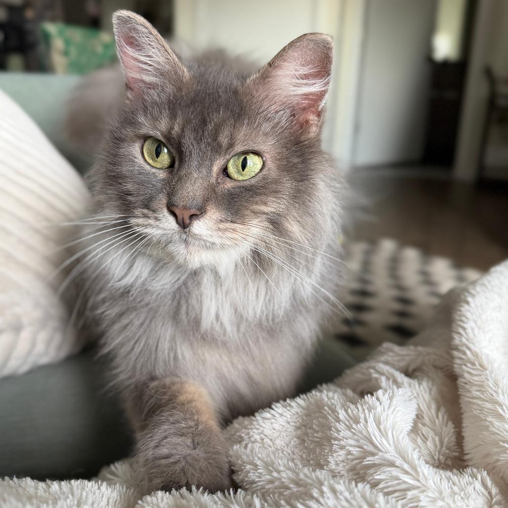 Enlarge Callie, a Adoptable Domestic Long Hair in Richmond, VA image 3/5