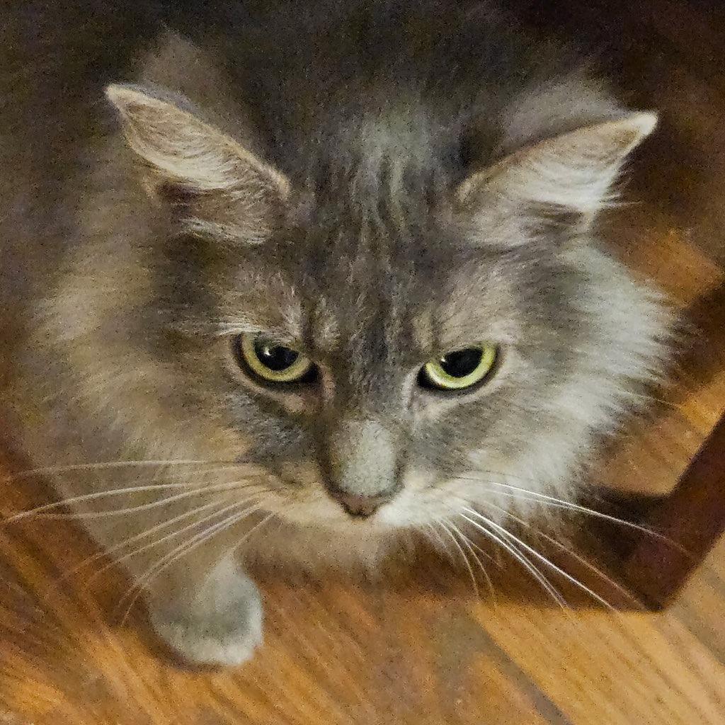 Callie, a Adoptable Domestic Long Hair in Richmond, VA image 3/4