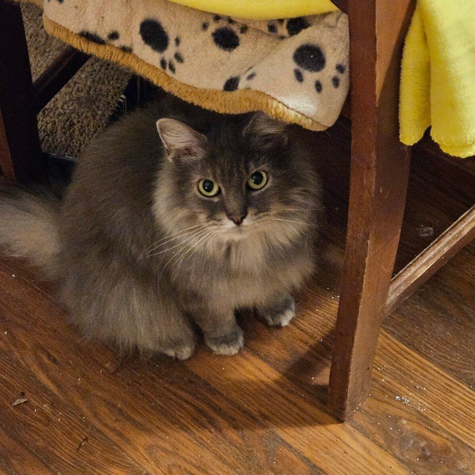 Callie, a Adoptable Domestic Long Hair in Richmond, VA image 4/4