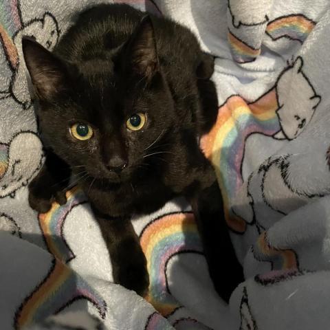 Blaze, a Adoptable Domestic Short Hair in Davie, FL image 1/3