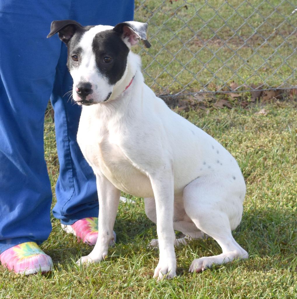 Enlarge Evergreen, a Adoptable mixed breed in Kingsland, GA image 1/3