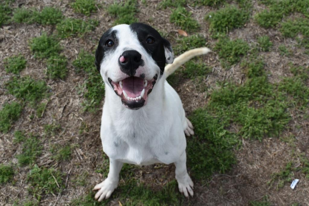 Enlarge Evergreen, a Adoptable mixed breed in Kingsland, GA image 2/3