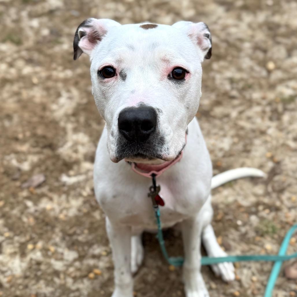 Friendly, a Adoptable Mixed Breed in Fredericksburg, VA image 2/6