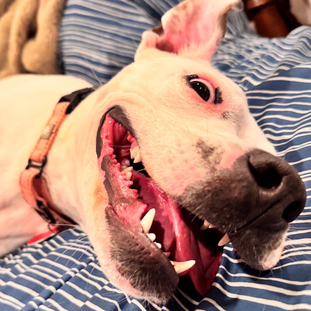 Friendly, a Adoptable Mixed Breed in Fredericksburg, VA image 3/6