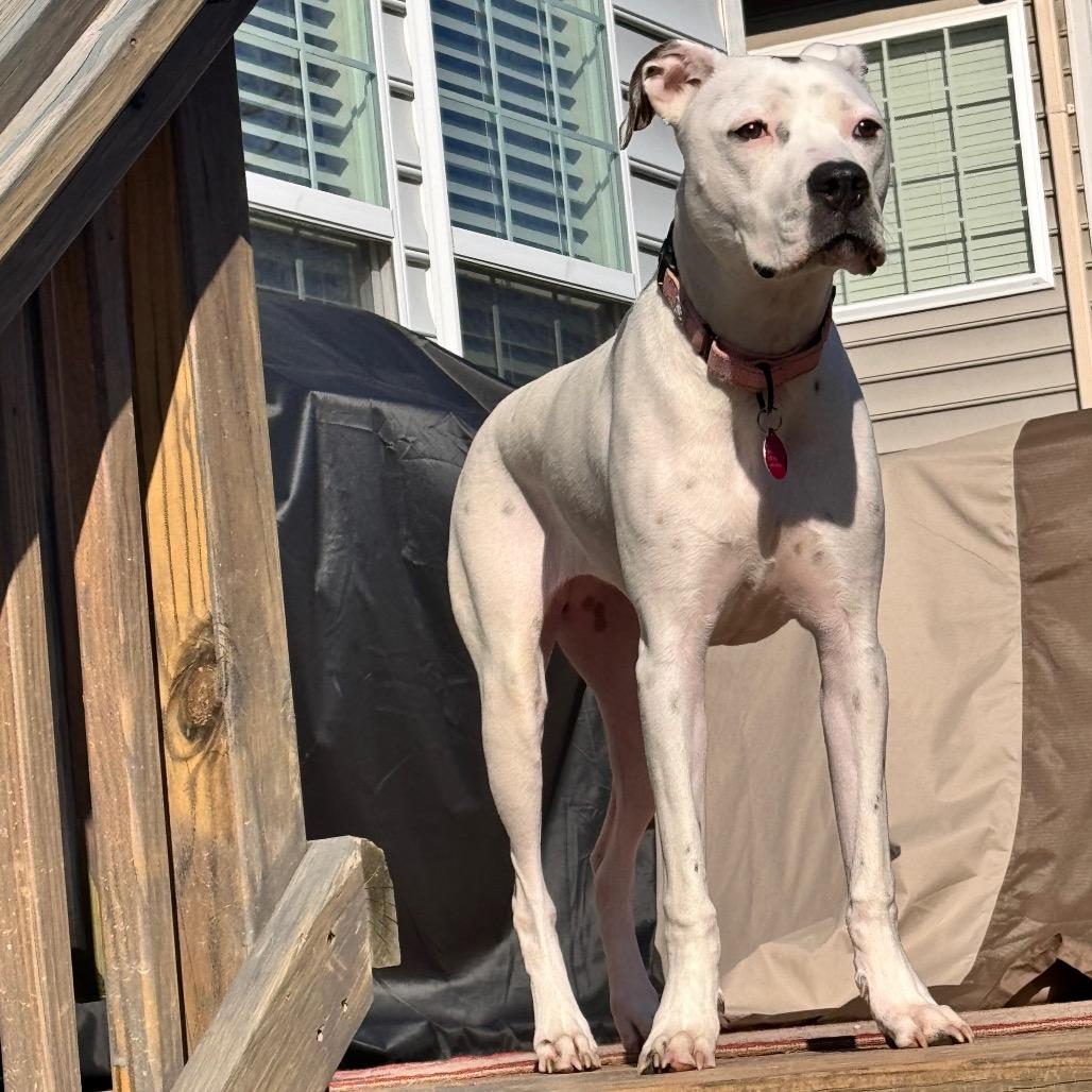 Friendly, a Adoptable Mixed Breed in Fredericksburg, VA image 4/6