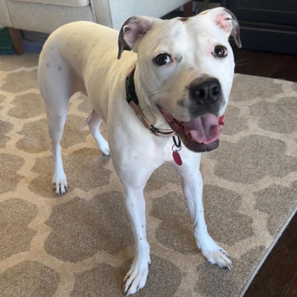 Friendly, a Adoptable Mixed Breed in Fredericksburg, VA image 5/6