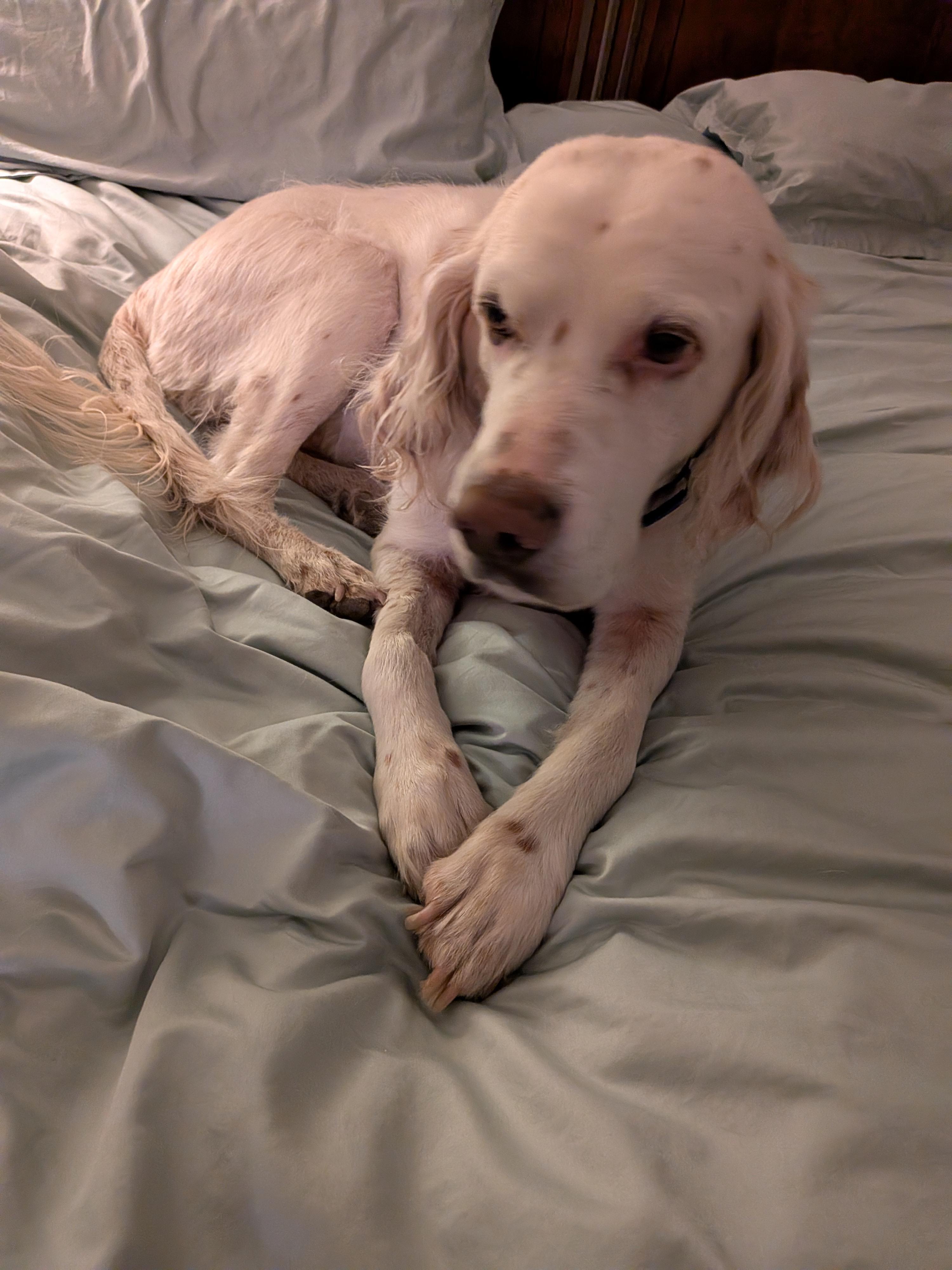 Enlarge Han Solo, a ADOPTABLE English Setter in Loveland, CO image 2/5