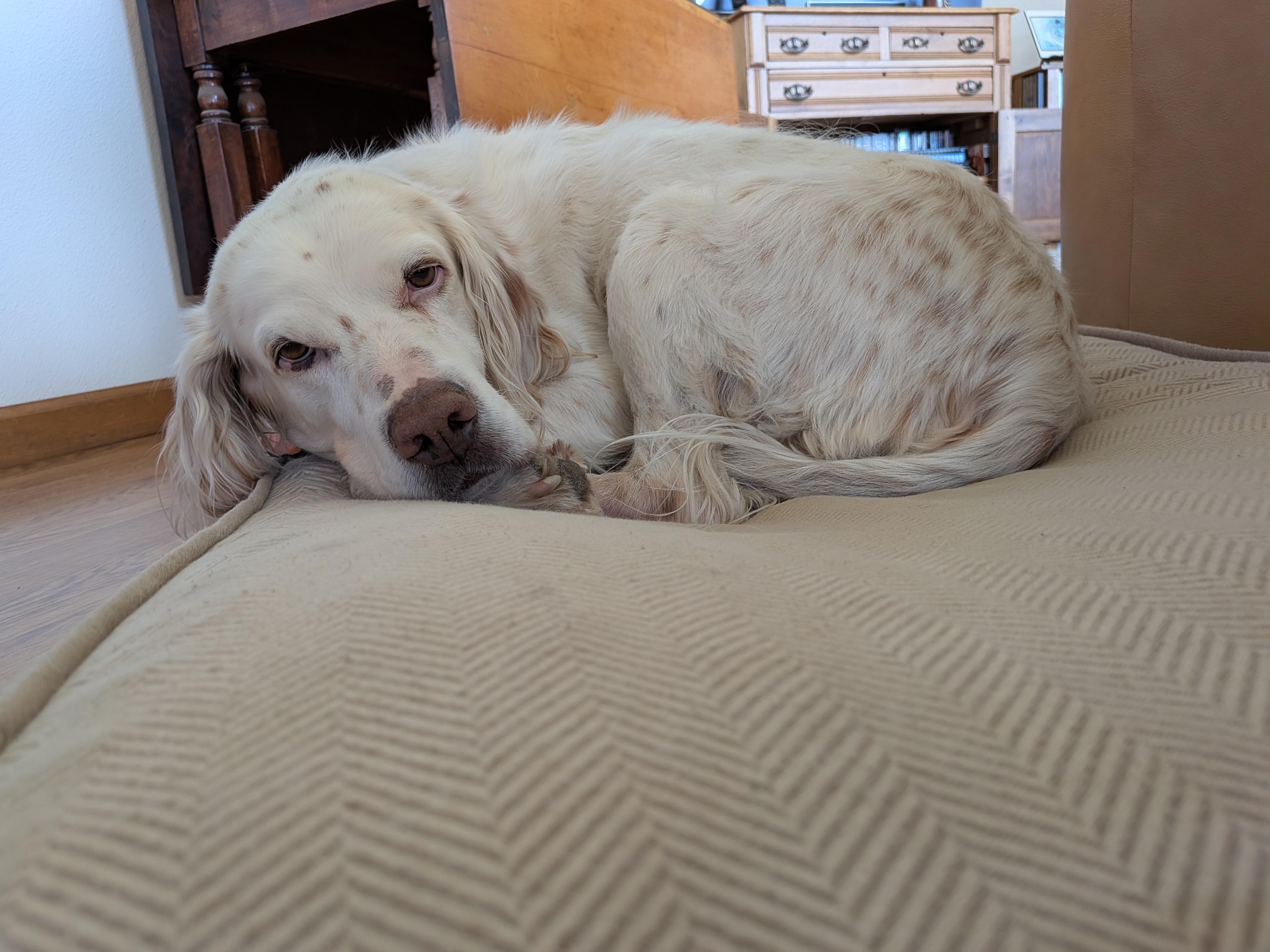 Enlarge Han Solo, a ADOPTABLE English Setter in Loveland, CO image 3/5