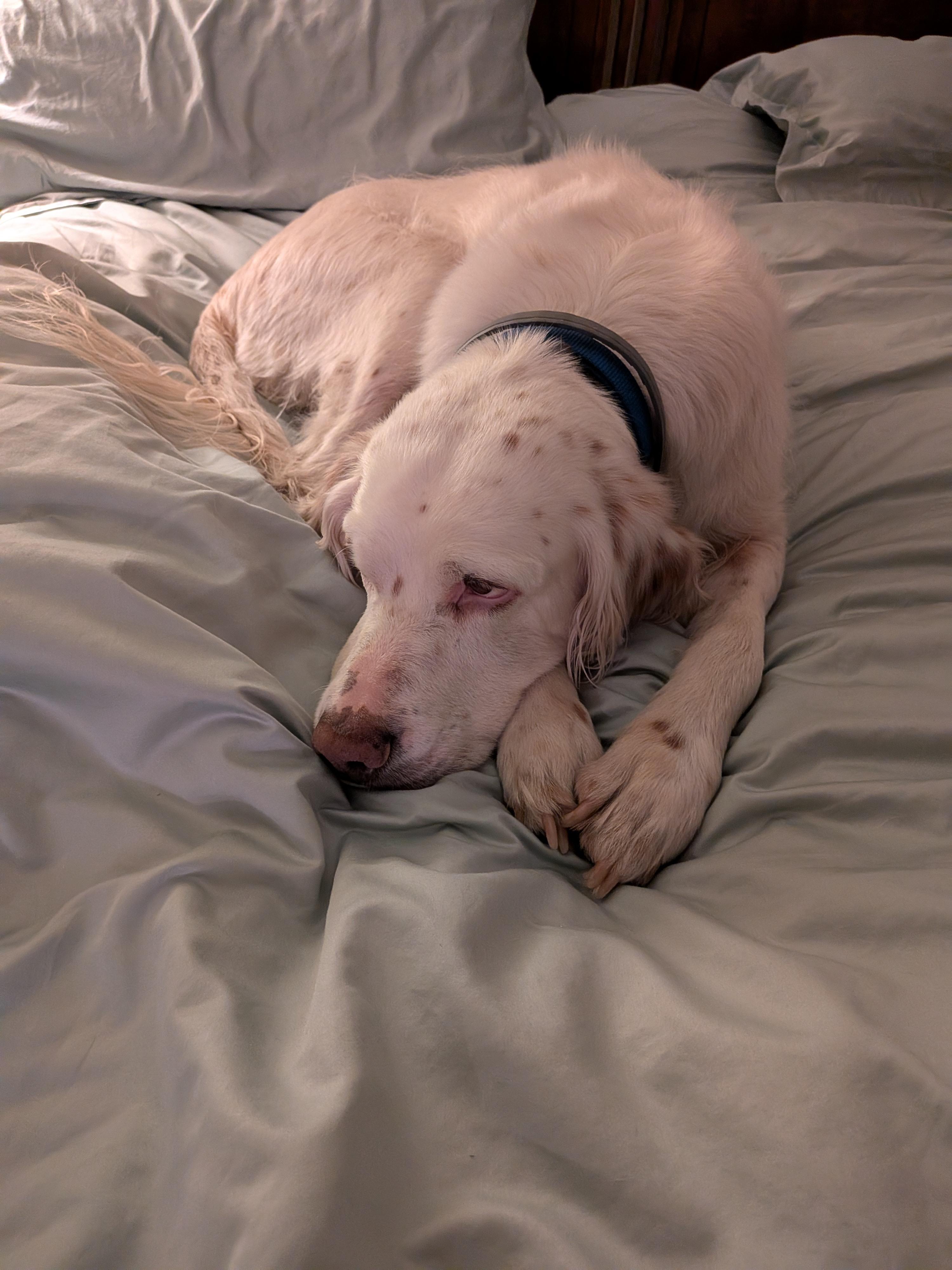 Enlarge Han Solo, a ADOPTABLE English Setter in Loveland, CO image 5/5