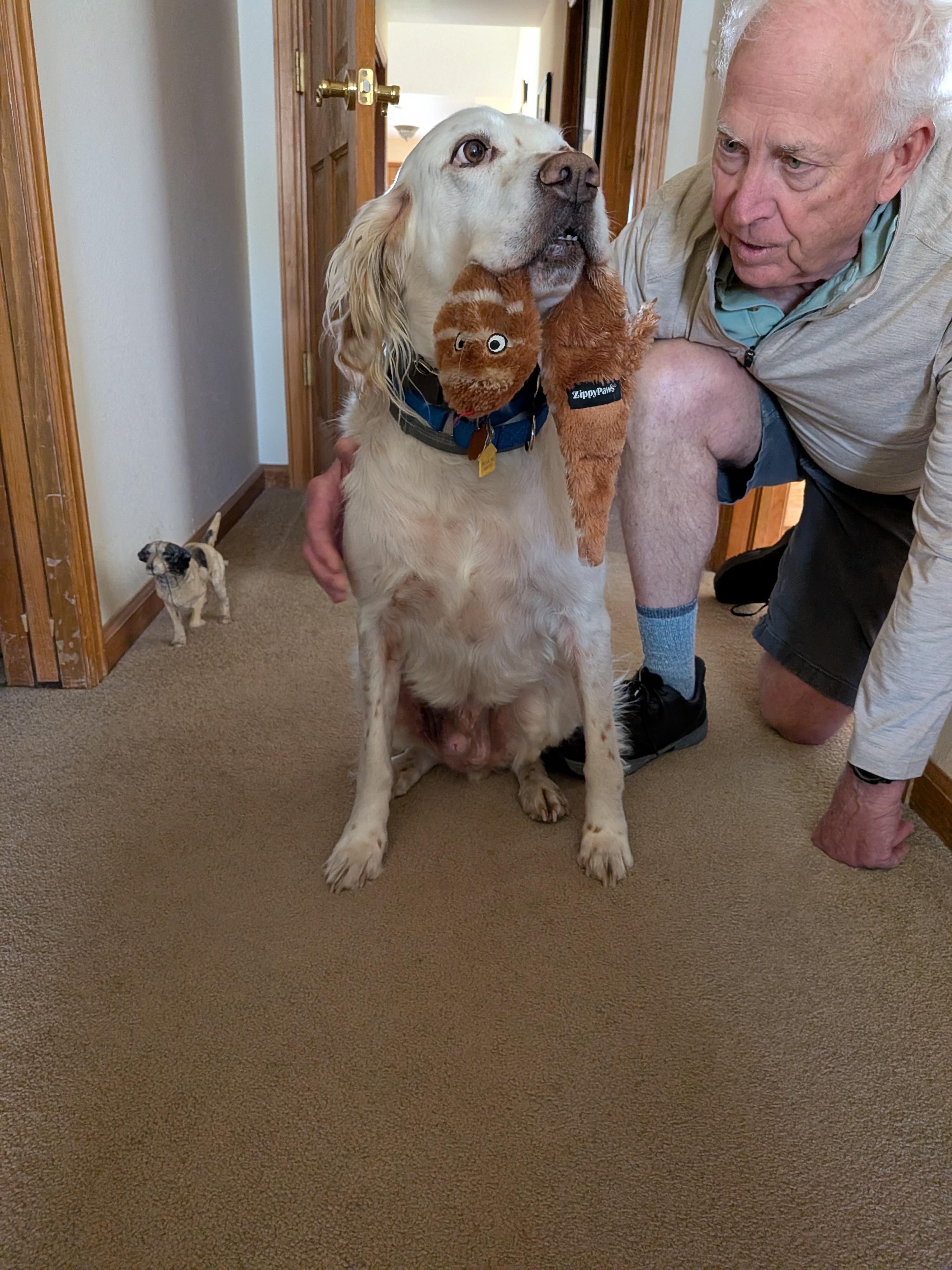 Enlarge Han Solo, a ADOPTABLE English Setter in Loveland, CO image 4/5