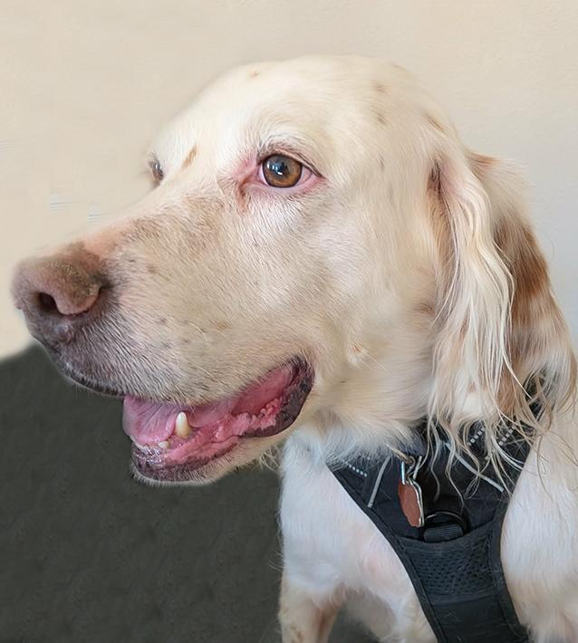 Enlarge Han Solo, a ADOPTABLE English Setter in Loveland, CO image 1/5