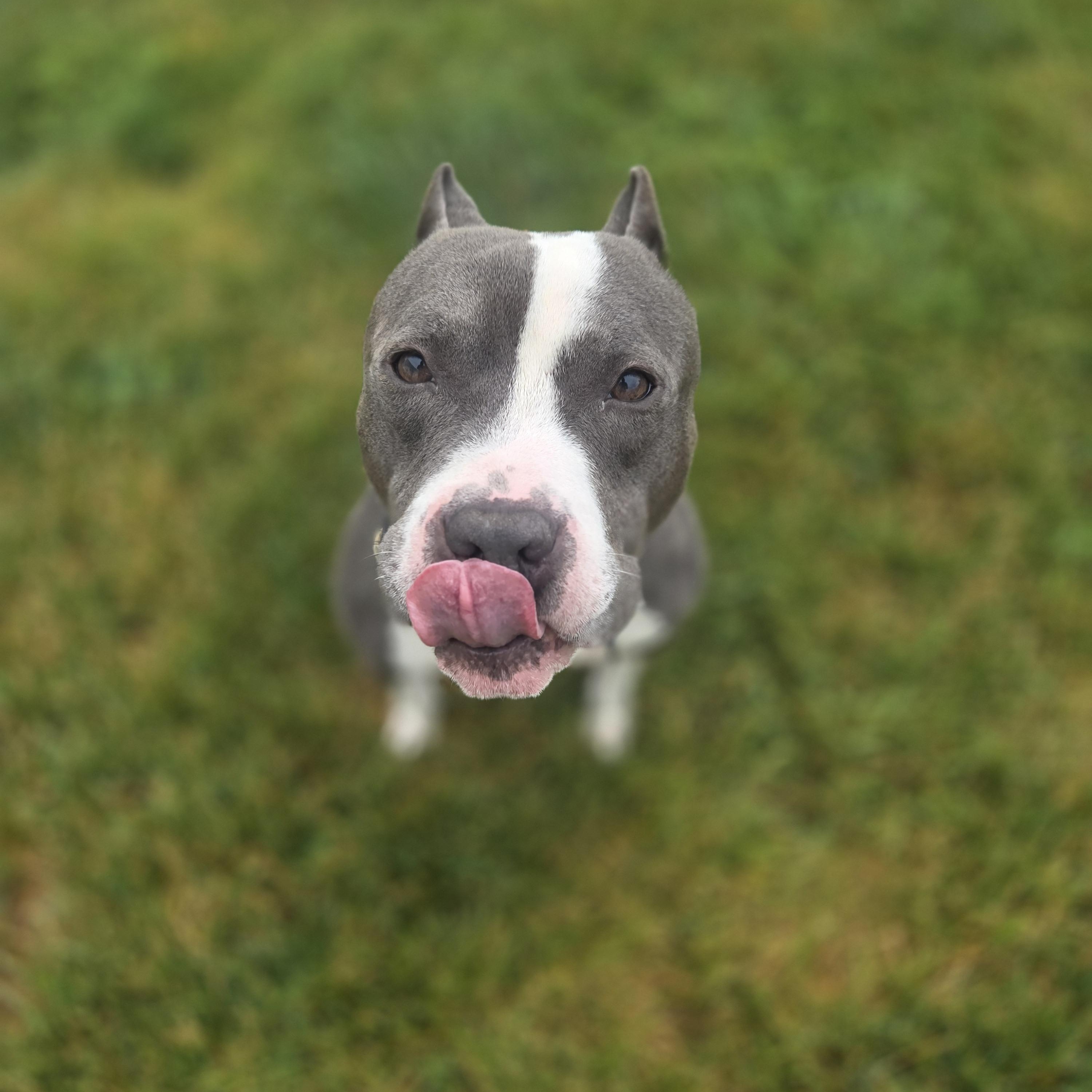 Tyson, ADOPTABLE, Adult Male American Staffordshire Terrier.