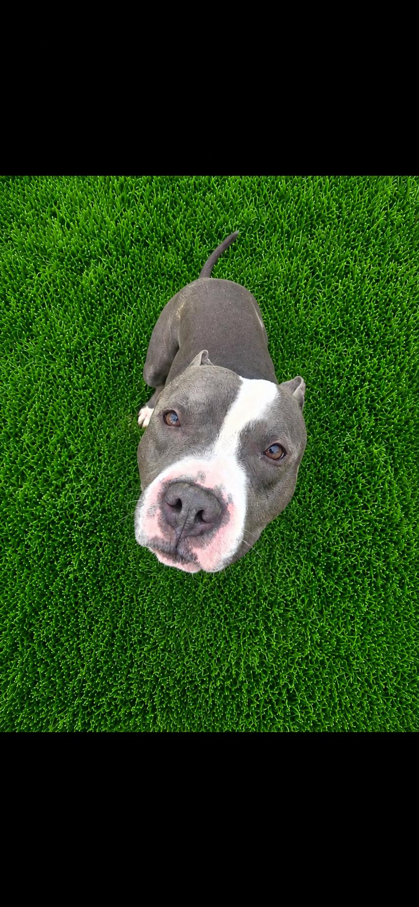 Tyson, a ADOPTABLE American Staffordshire Terrier in Joliet, IL image 3/3