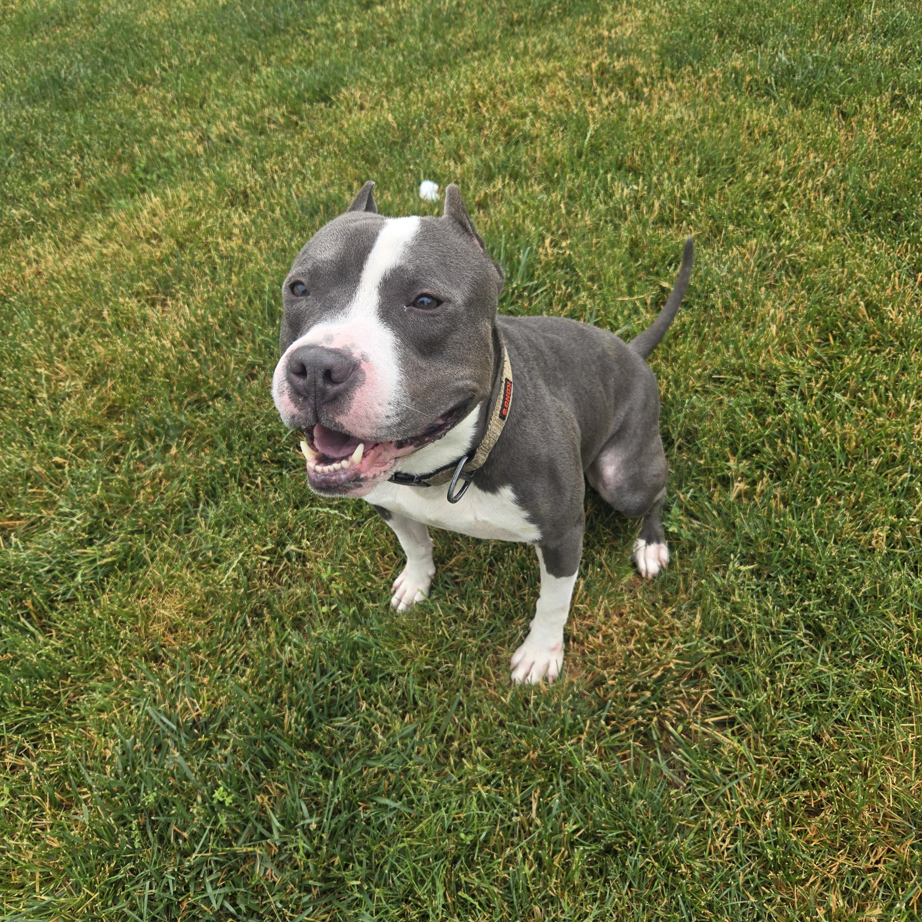 Tyson, a ADOPTABLE American Staffordshire Terrier in Joliet, IL image 2/3