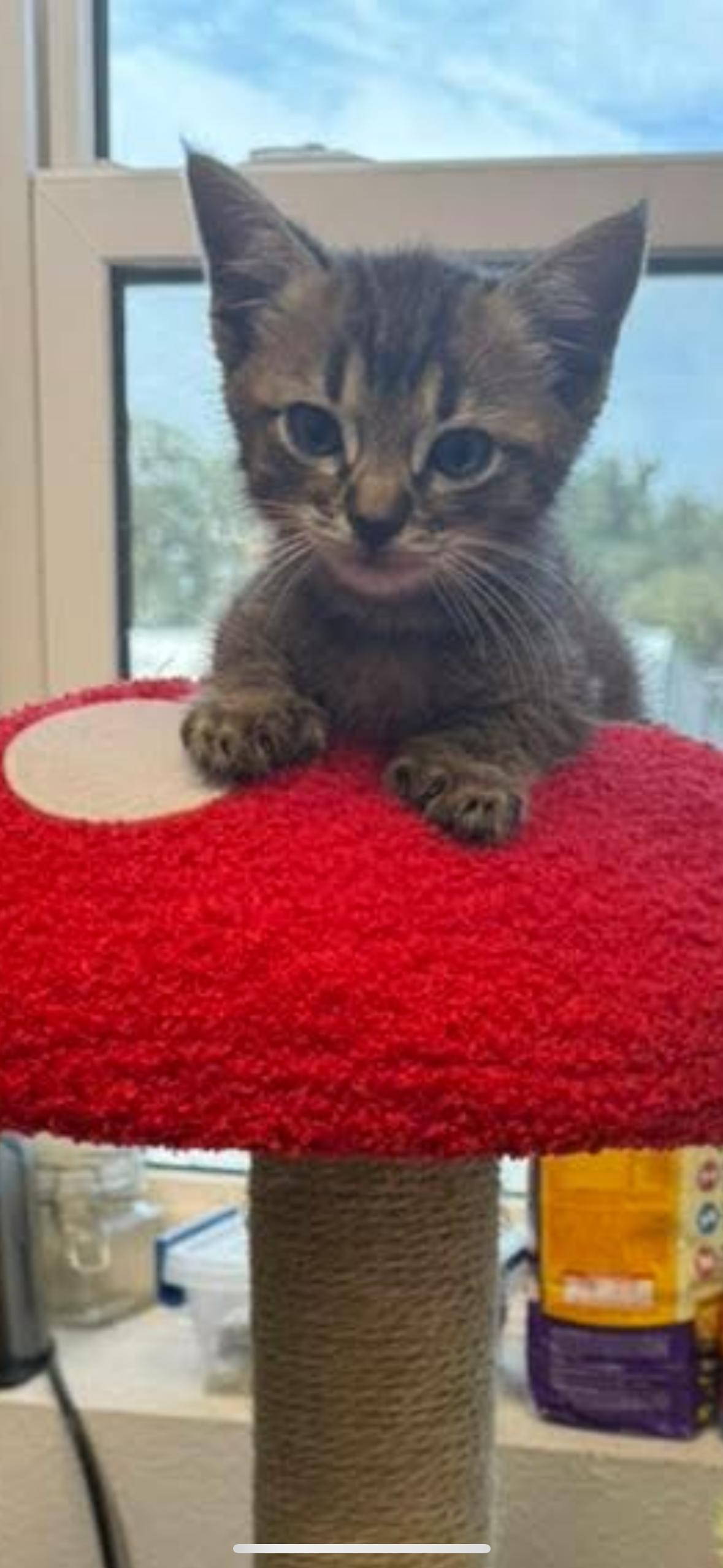 Ollie, Adopted, Young Male Domestic Short Hair.