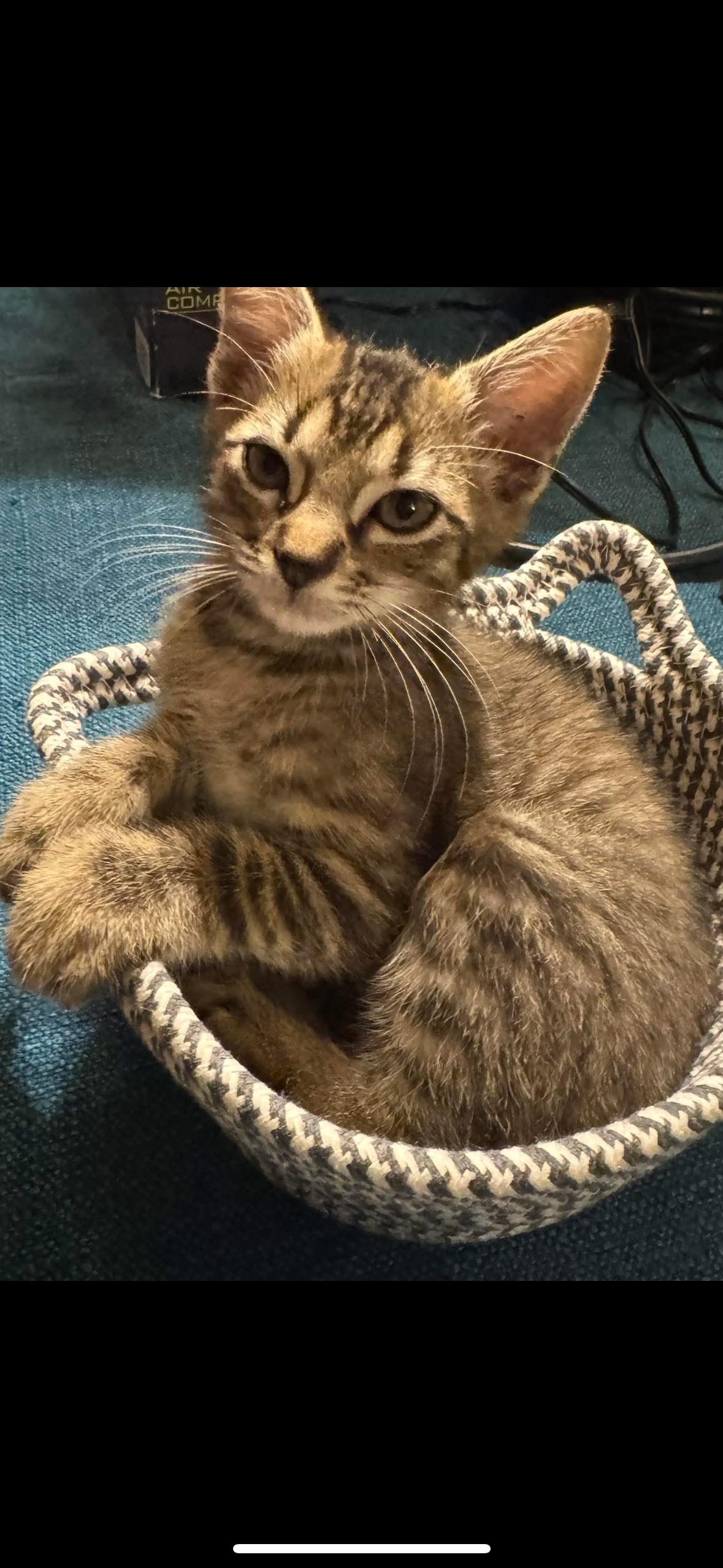 Ollie, a Adopted mixed breed in CRYSTAL RIVER, FL image 2/6