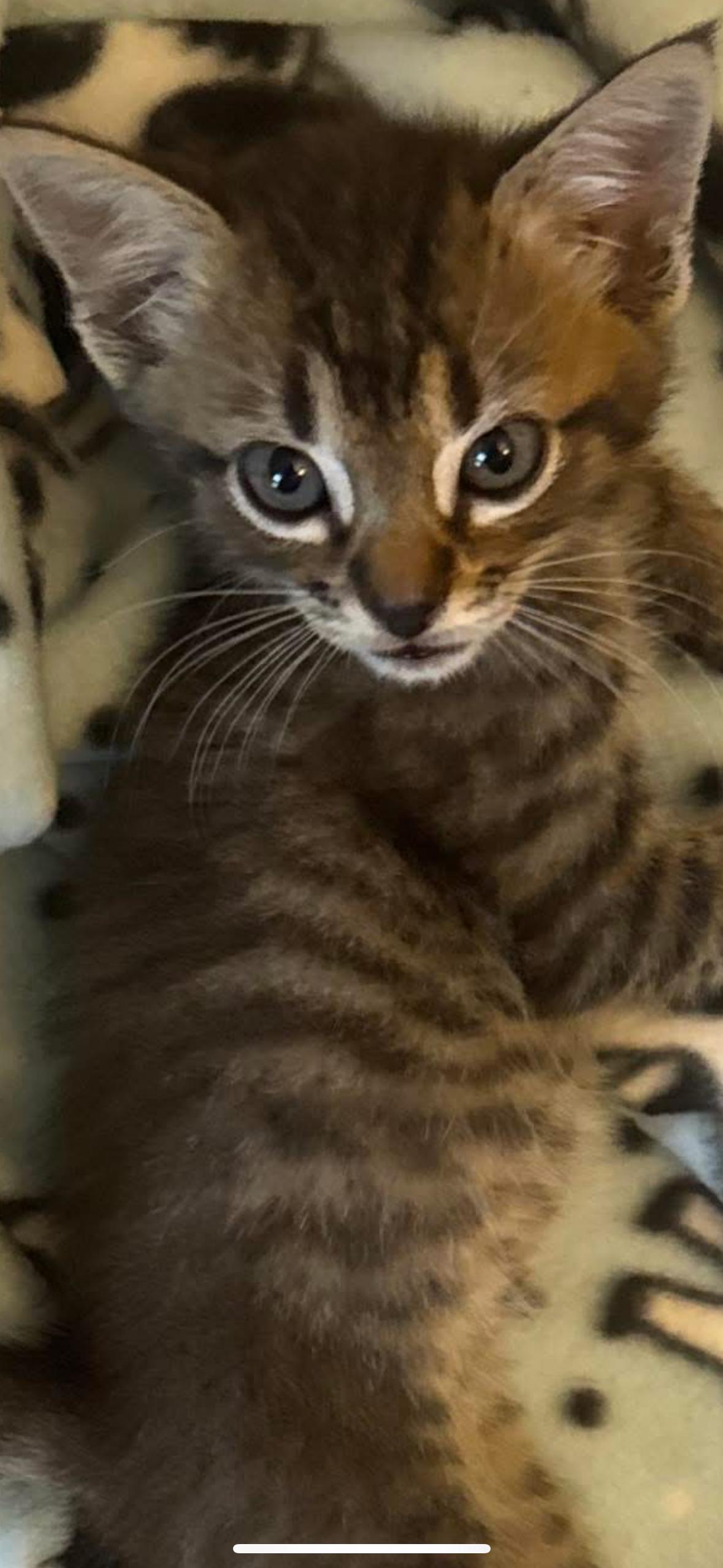 Ollie, a Adopted mixed breed in CRYSTAL RIVER, FL image 3/6