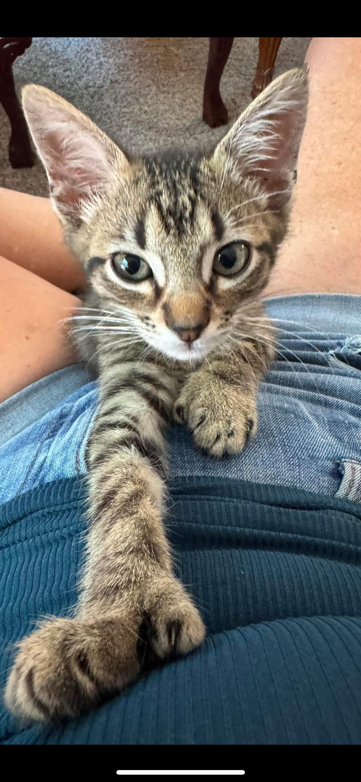 Ollie, a Adopted mixed breed in CRYSTAL RIVER, FL image 4/6