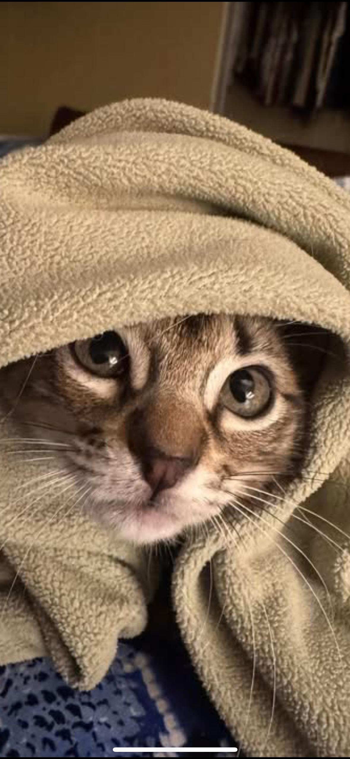 Ollie, a Adopted mixed breed in CRYSTAL RIVER, FL image 5/6