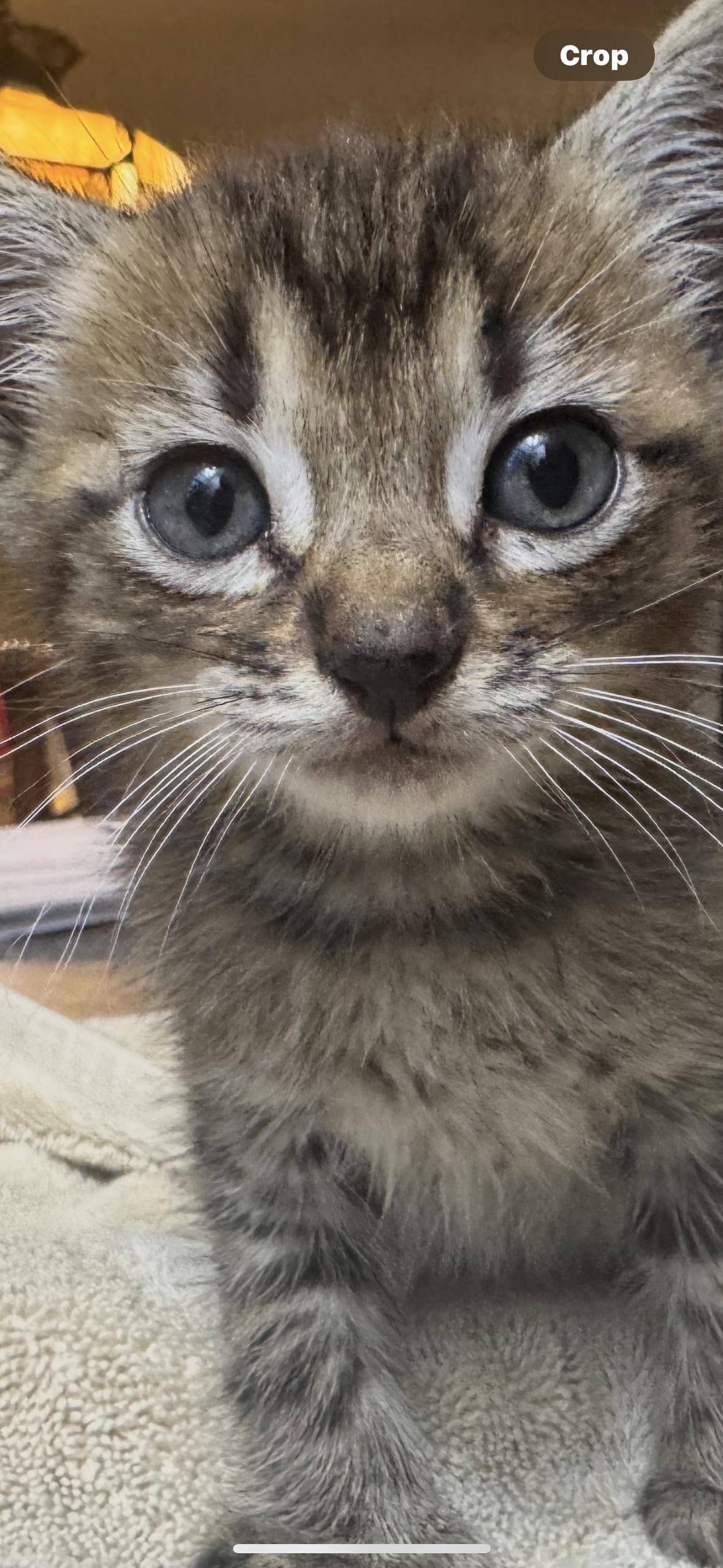 Ollie, a Adopted mixed breed in CRYSTAL RIVER, FL image 6/6
