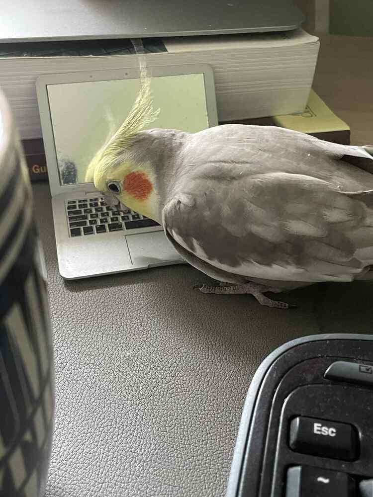 Igor, Adoptable, Adult Male Cockatiel.