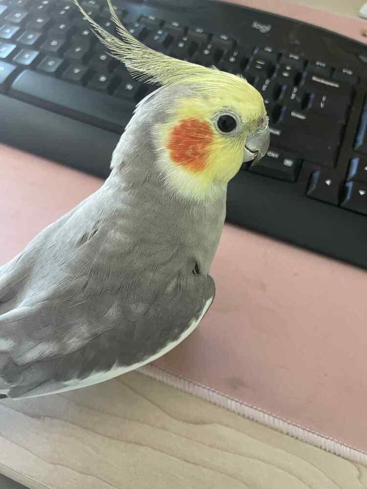 Enlarge Igor, a Adoptable Cockatiel in Pittsburgh, PA image 2/3