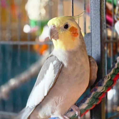 Enlarge Igor, a Adoptable Cockatiel in Pittsburgh, PA image 3/3