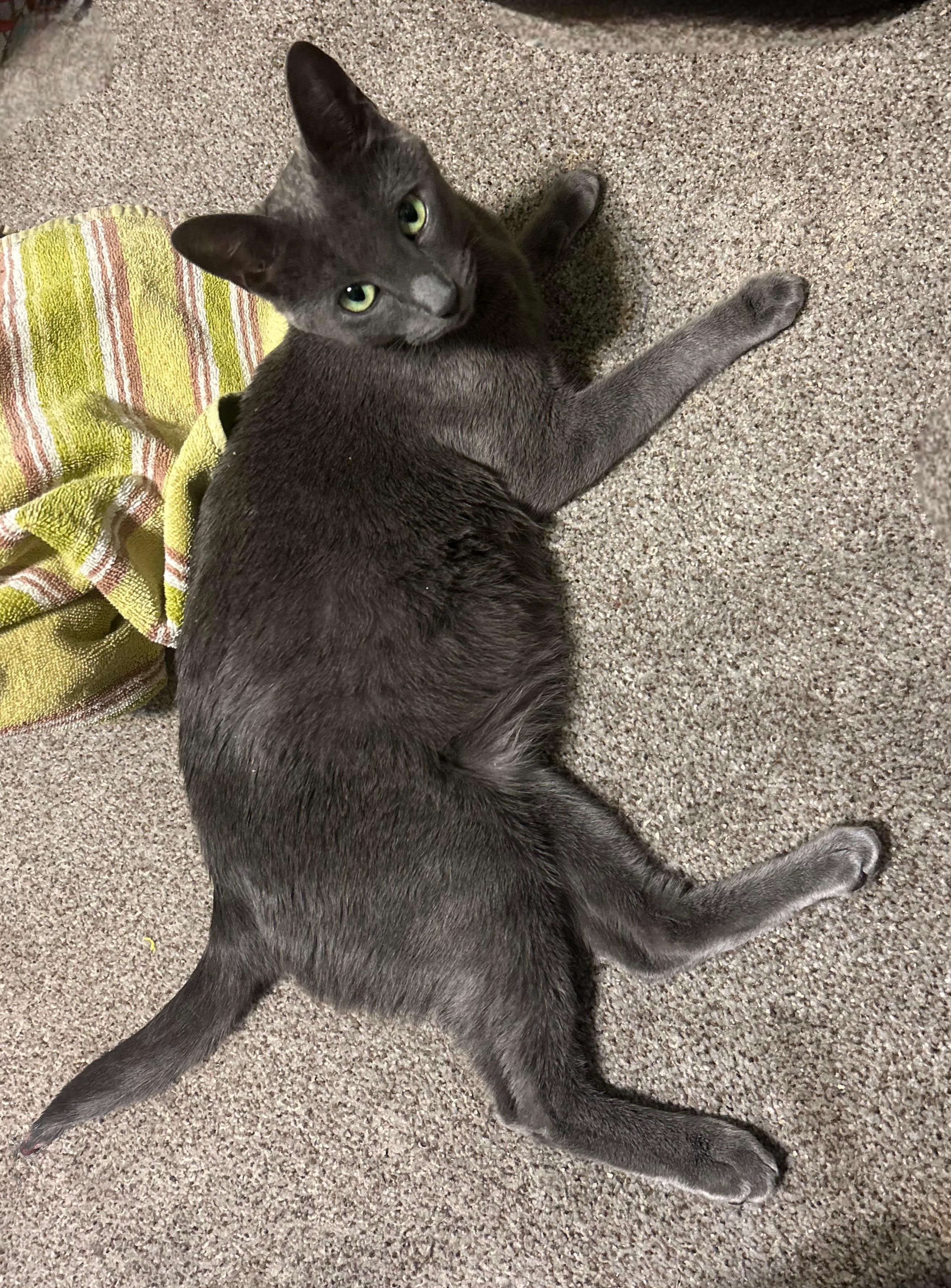 Enlarge Violet, a Adoptable mixed breed in Bloomingdale, IL image 4/6