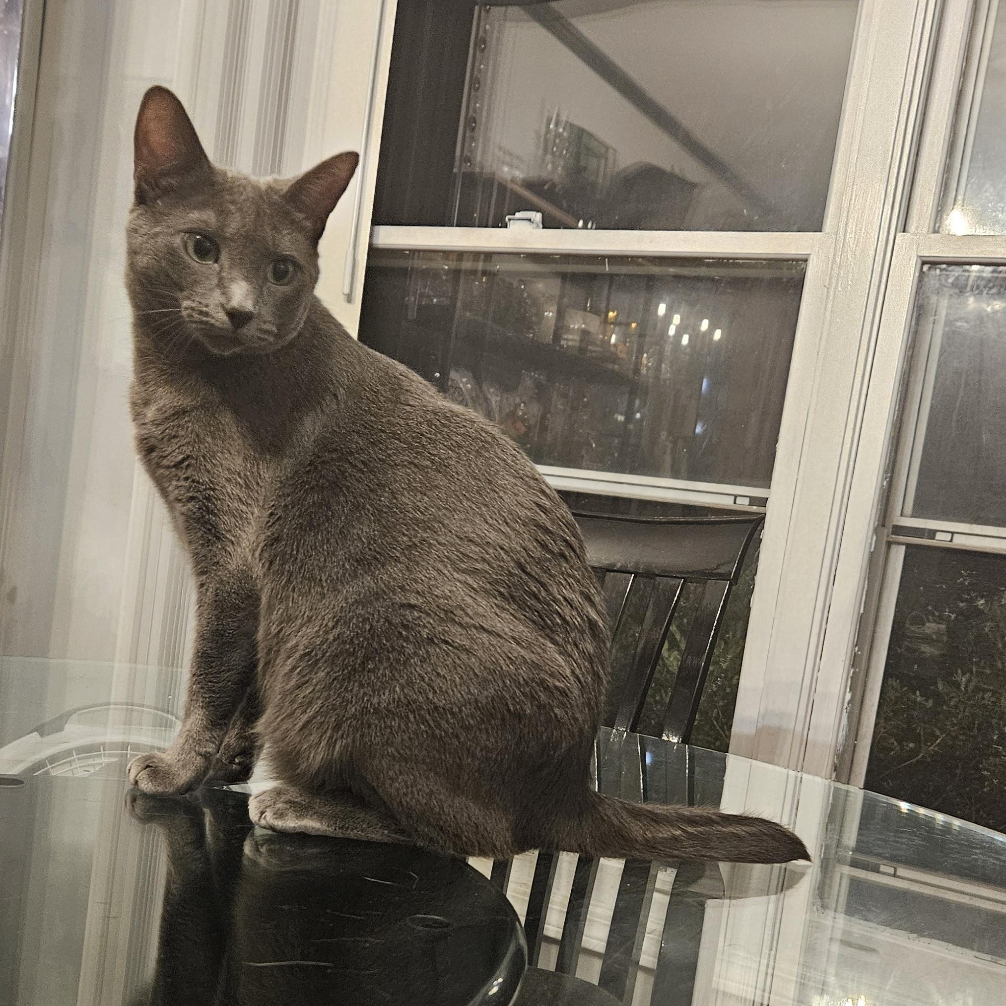 Violet, Adoptable, Adult Female Burmese & Domestic Short Hair.