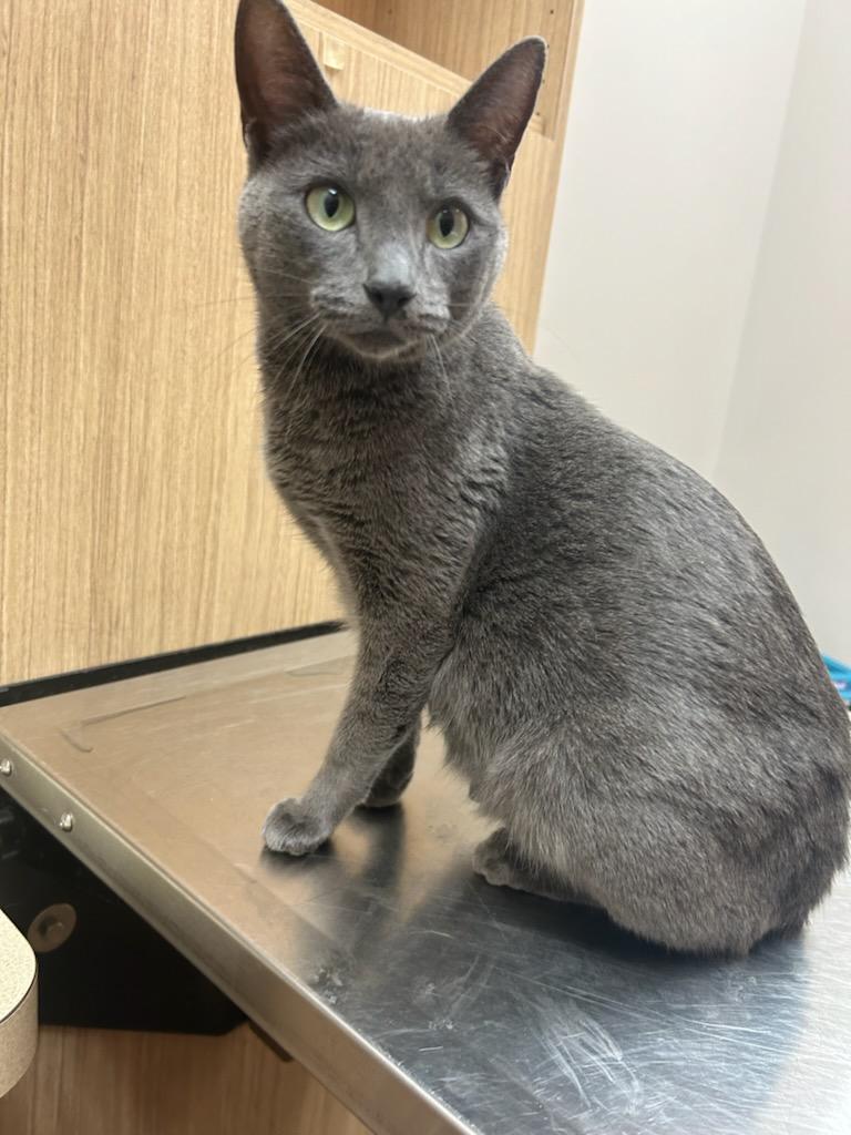 Enlarge Violet, a Adoptable mixed breed in Bloomingdale, IL image 3/6