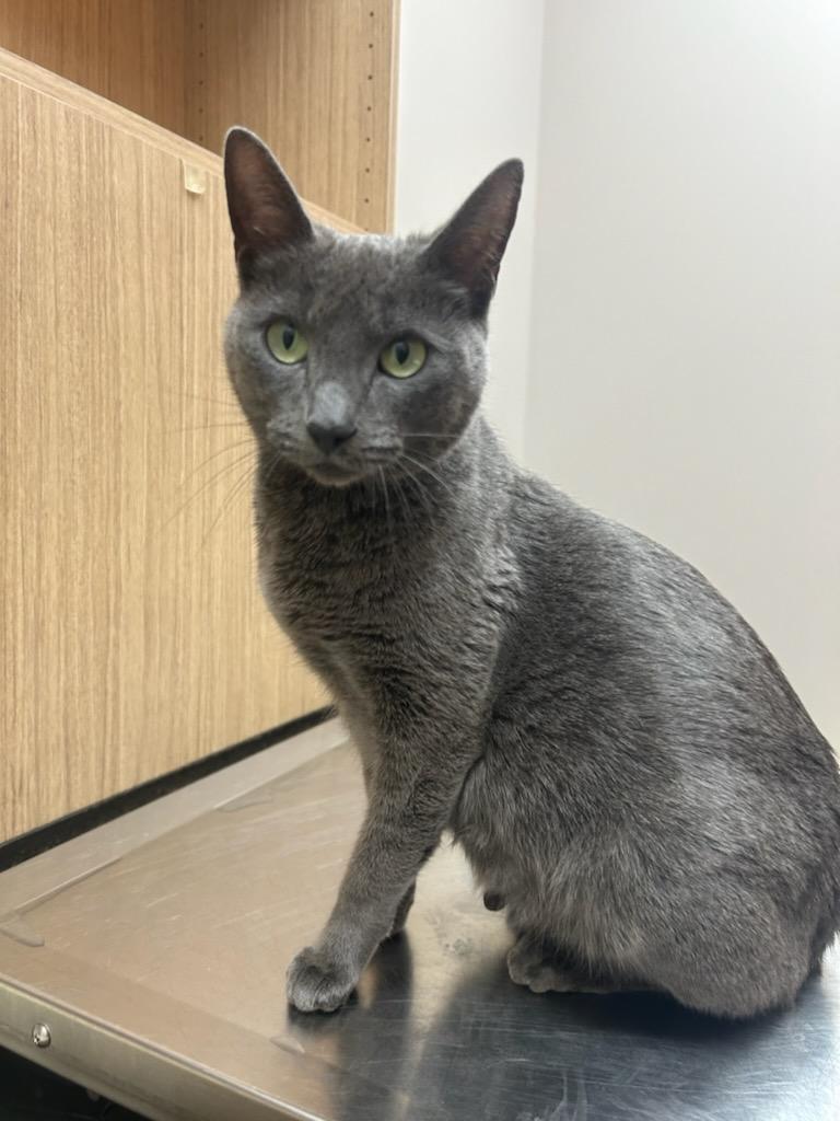 Enlarge Violet, a Adoptable mixed breed in Bloomingdale, IL image 2/6