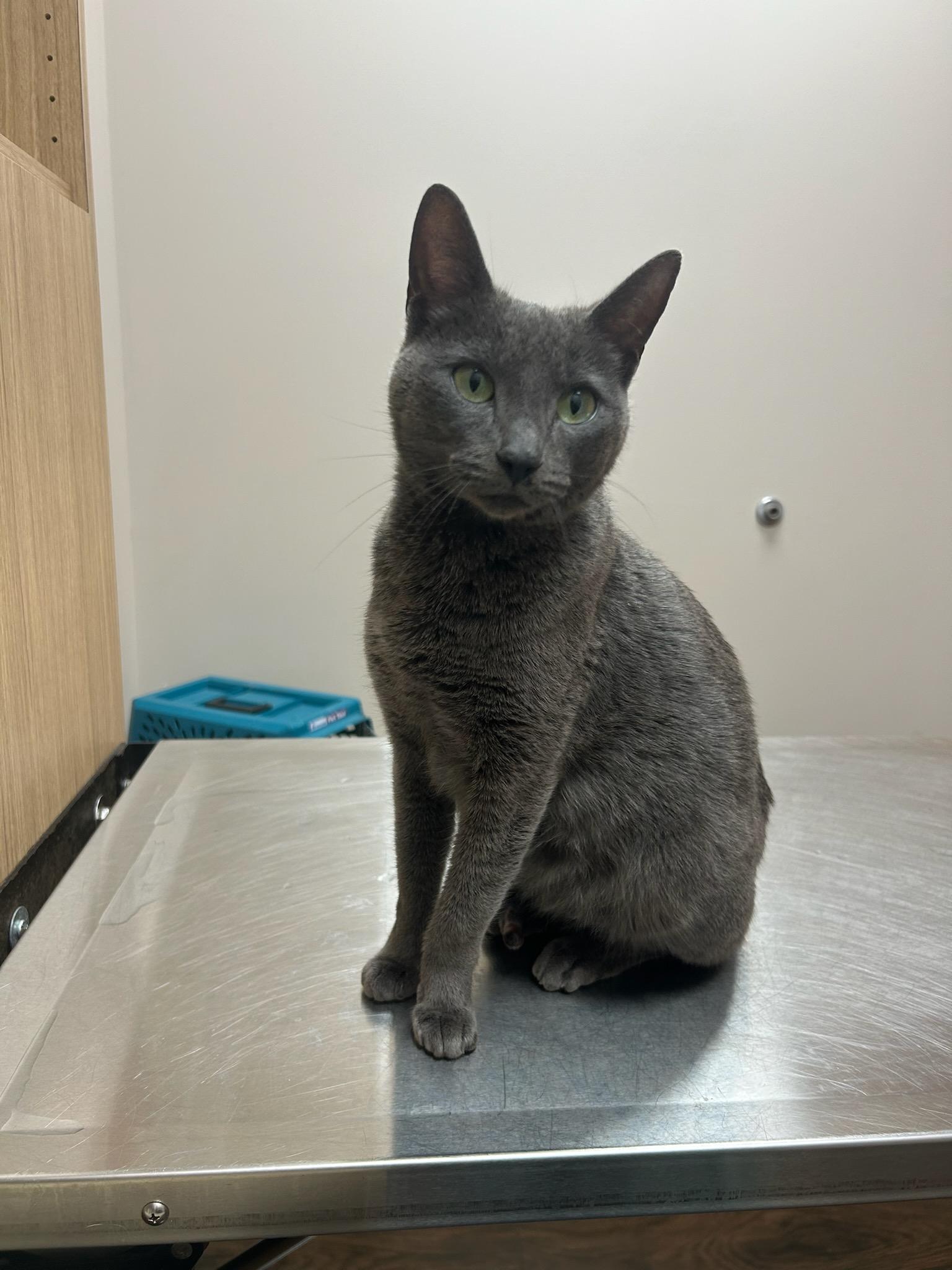 Enlarge Violet, a Adoptable mixed breed in Bloomingdale, IL image 5/6