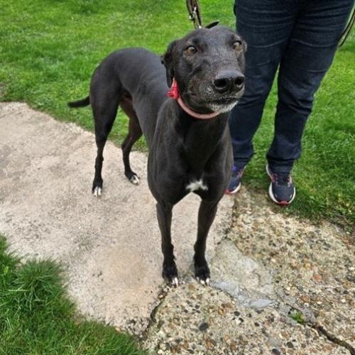 Robin, Adoptable, Adult Male Greyhound.