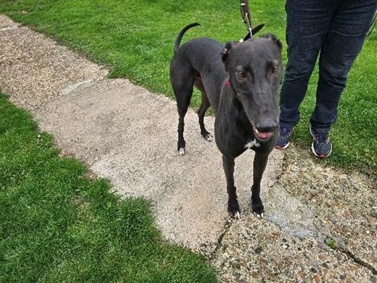 Enlarge Robin, a Adoptable Greyhound in Hobart, IN image 2/3
