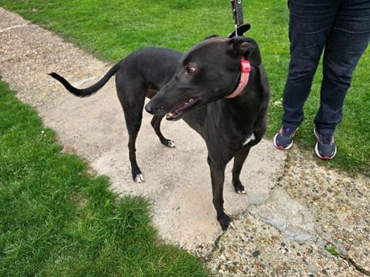 Enlarge Robin, a Adoptable Greyhound in Hobart, IN image 3/3