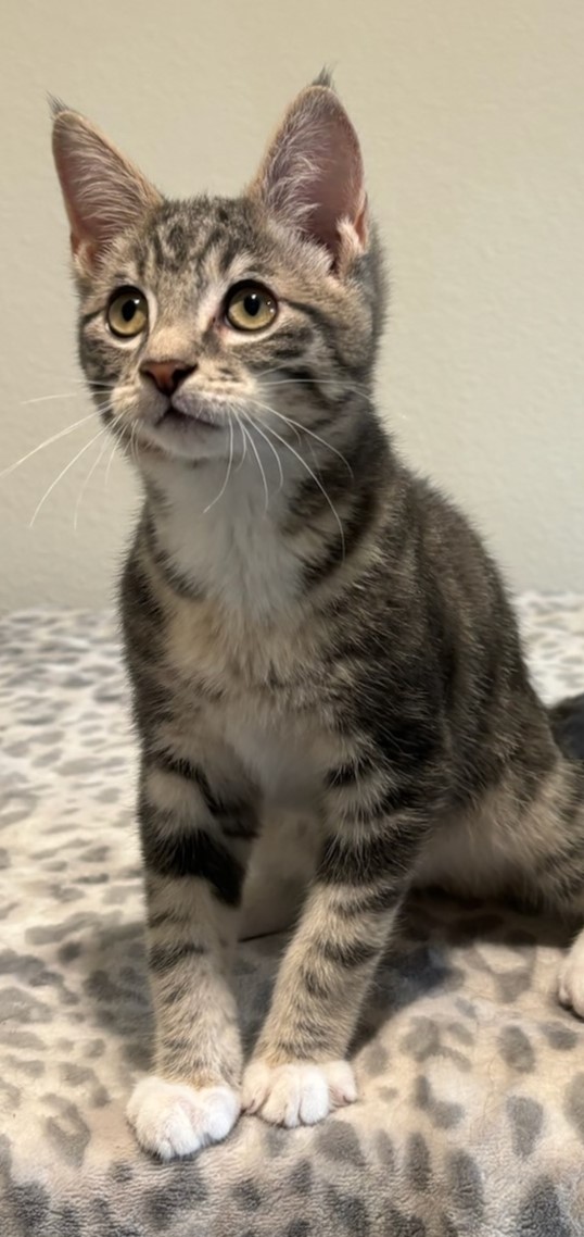 Flash and Sonny, Adopted, Young Male Domestic Short Hair.