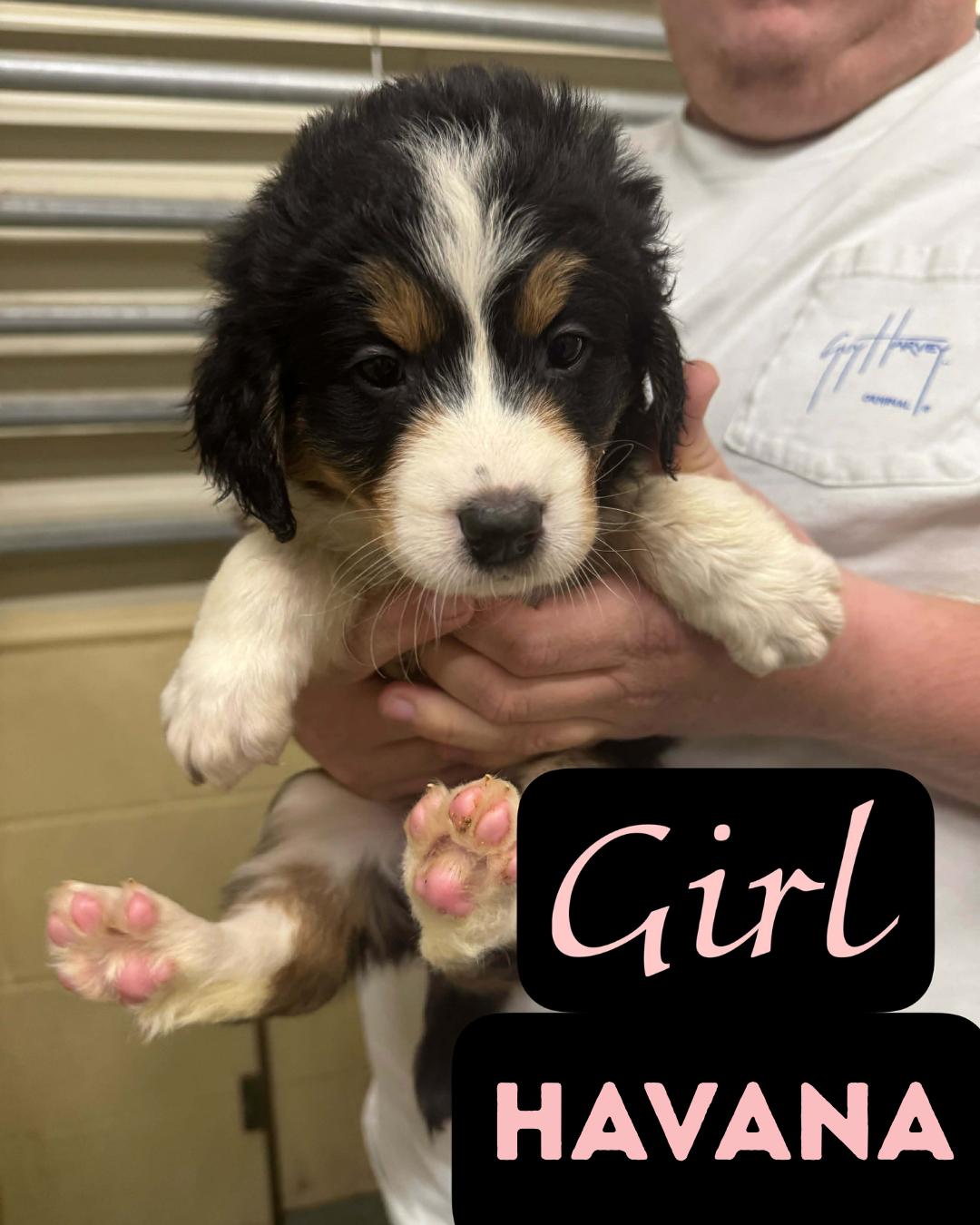 Enlarge The Staycation Litter- Aussie/Pyreenes/Poodle- Females, a ADOPTABLE mixed breed in Avon, CT image 3/6
