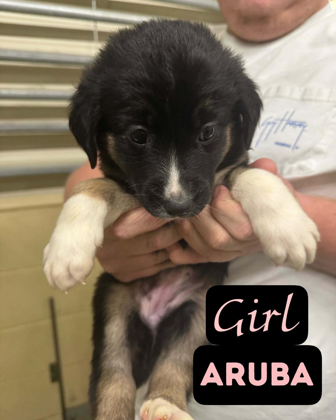 The Staycation Litter Aussiepyreenespoodle thumbnail 3