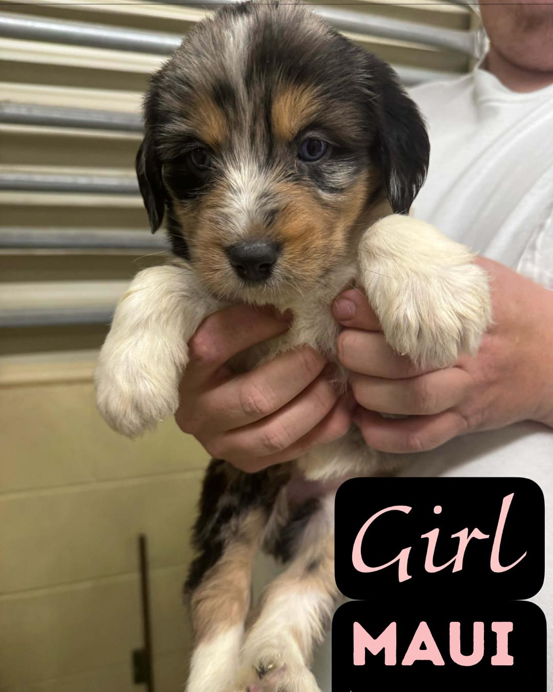 The Staycation Litter- Aussie/Pyreenes/Poodle- Females, ADOPTABLE, Puppy Female Great Pyrenees & Aussiedoodle.