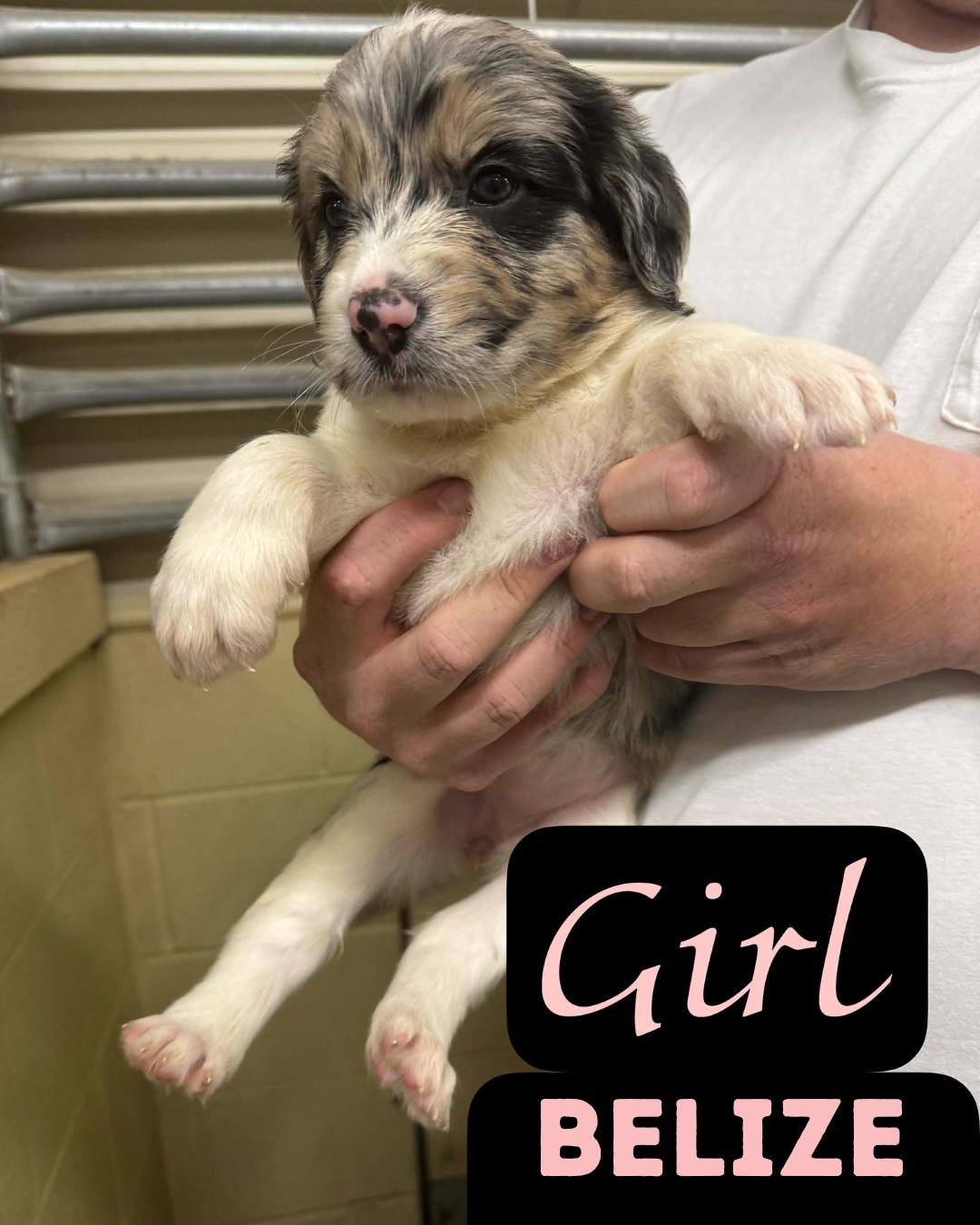 Enlarge The Staycation Litter- Aussie/Pyreenes/Poodle- Females, a ADOPTABLE mixed breed in Avon, CT image 5/6