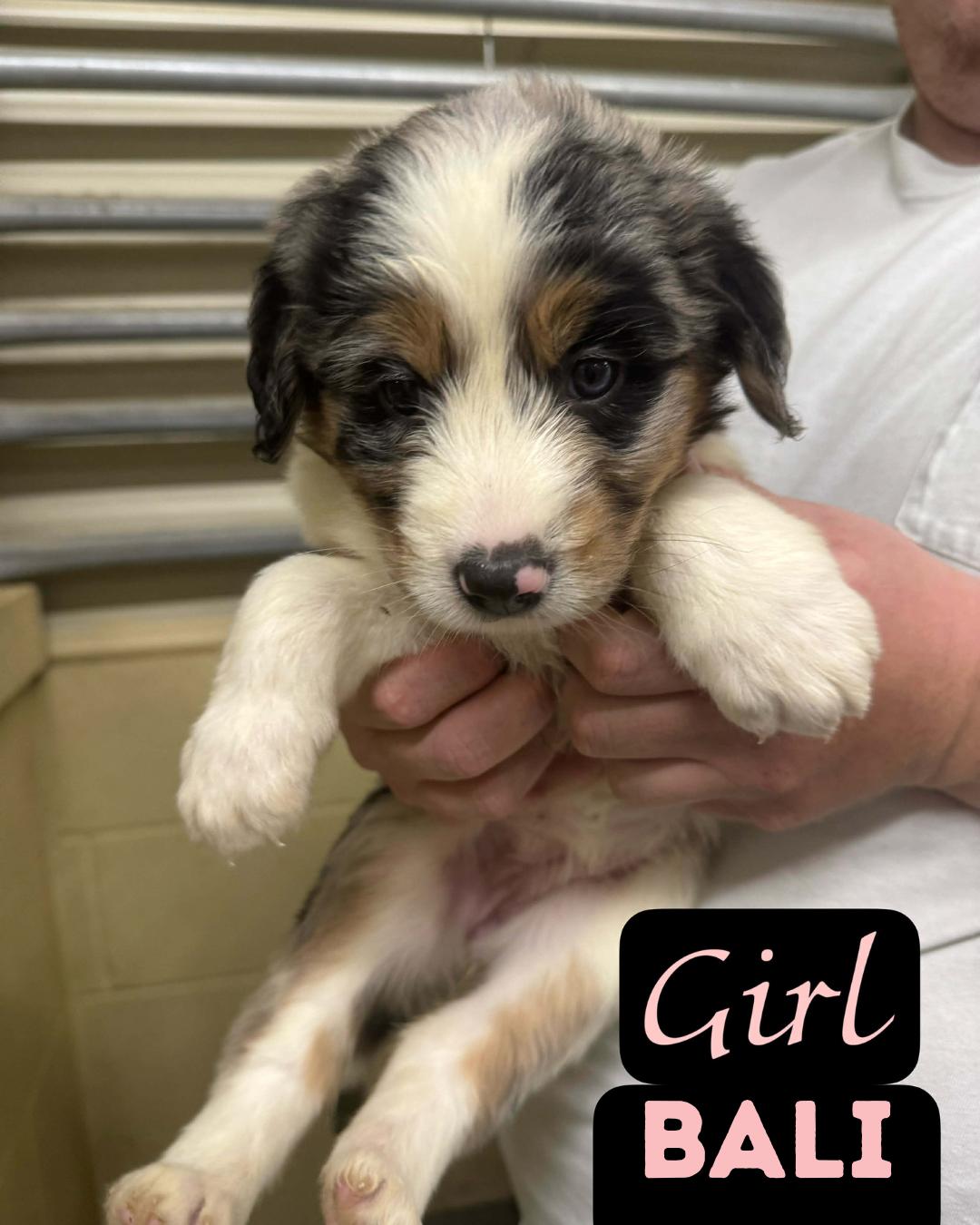 Enlarge The Staycation Litter- Aussie/Pyreenes/Poodle- Females, a ADOPTABLE mixed breed in Avon, CT image 2/6
