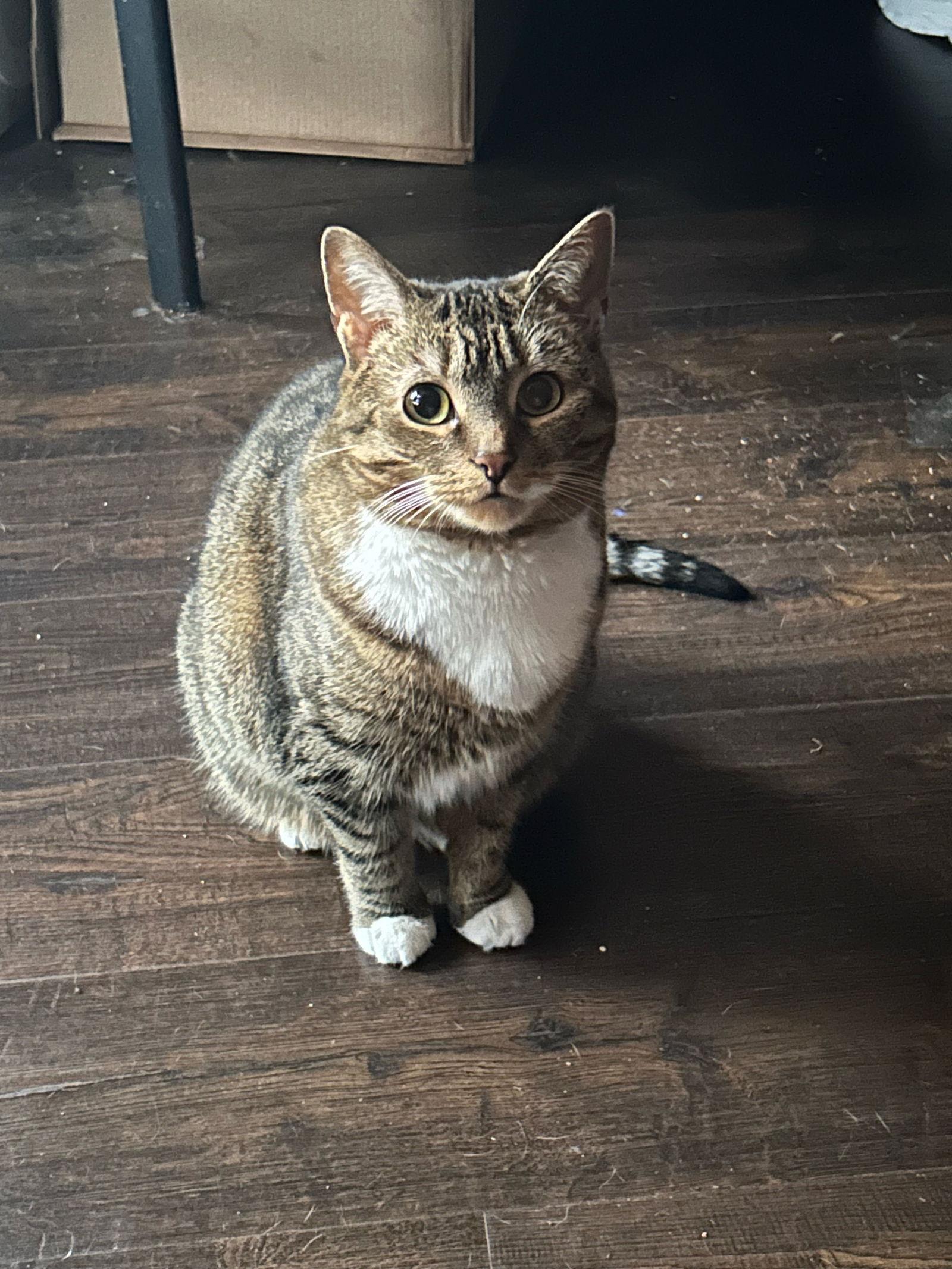 Mittens*, Adoptable, Young Female Domestic Short Hair.