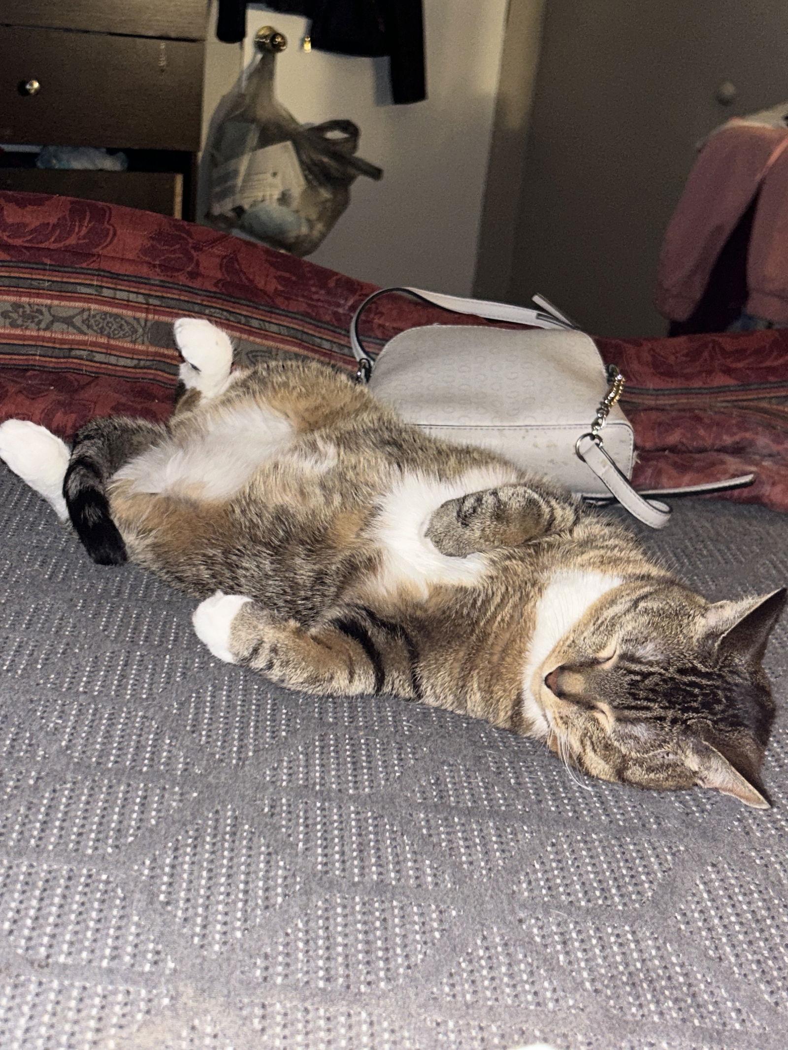 Mittens* — thumbnail 2