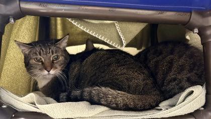 Sweets (& Ty-Ty), Adoptable, Adult Male Domestic Short Hair & Domestic Short Hair.