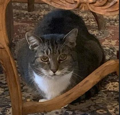 Enlarge Sweets (& Ty-Ty), a Adoptable mixed breed in Fairfax, VA image 2/3